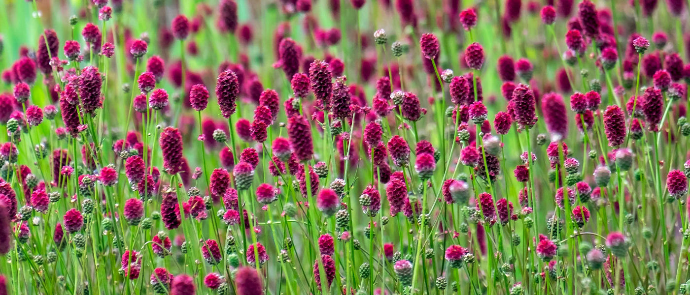 Wiesenknopf - Sanguisorba