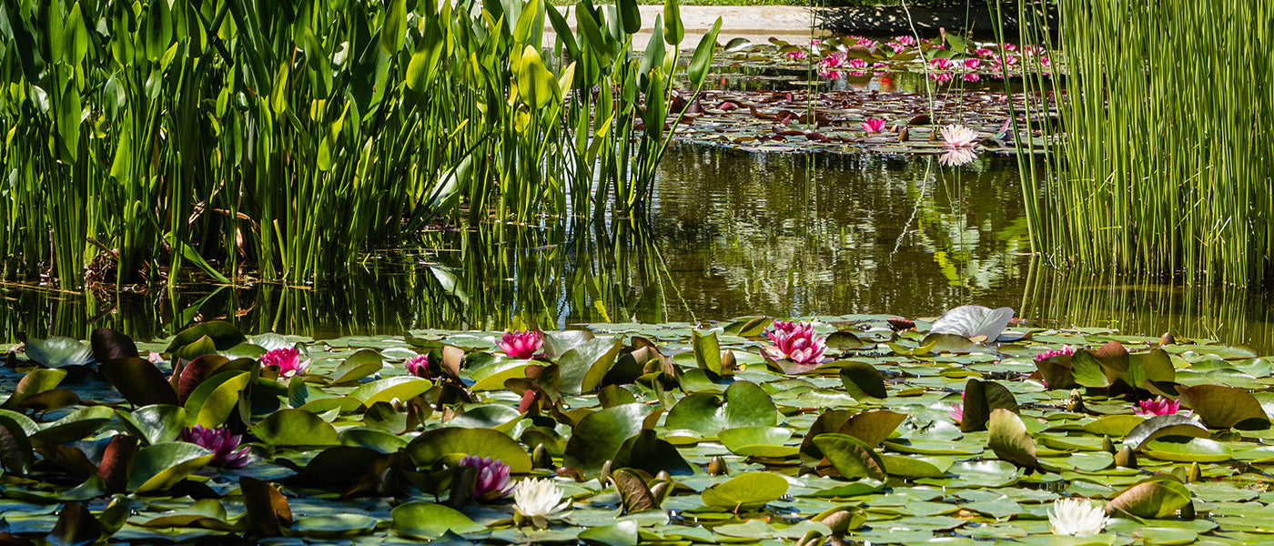 Sammlungen von Wasserpflanzen