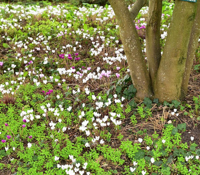 Waldpflanzen