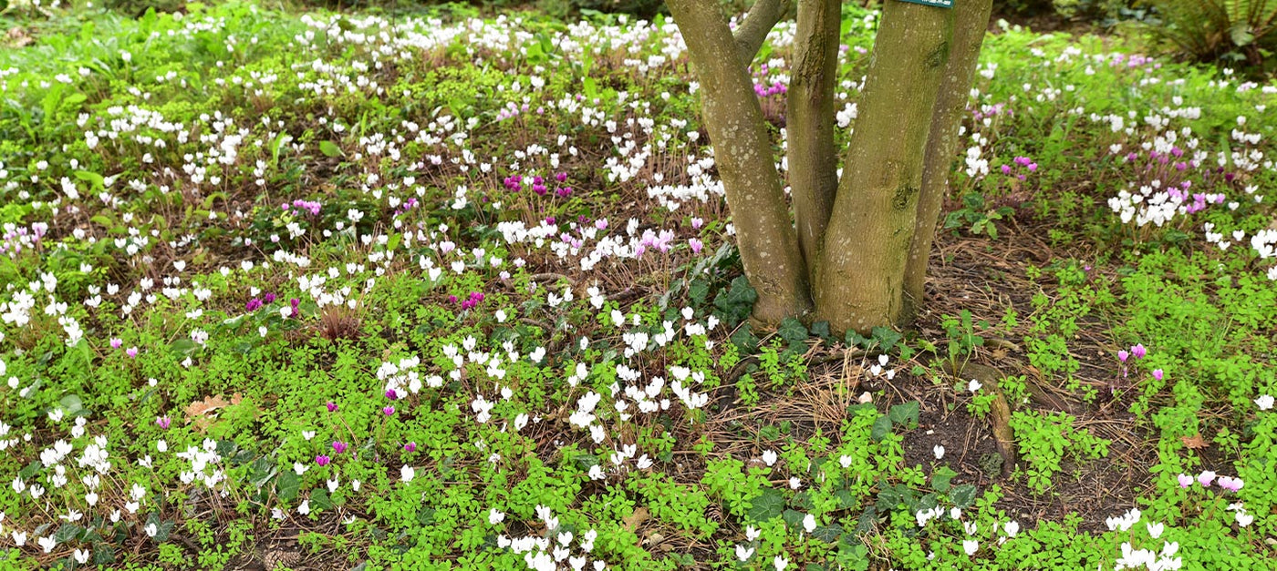 Waldpflanzen