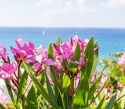 Pflanzen für mediterranes Klima