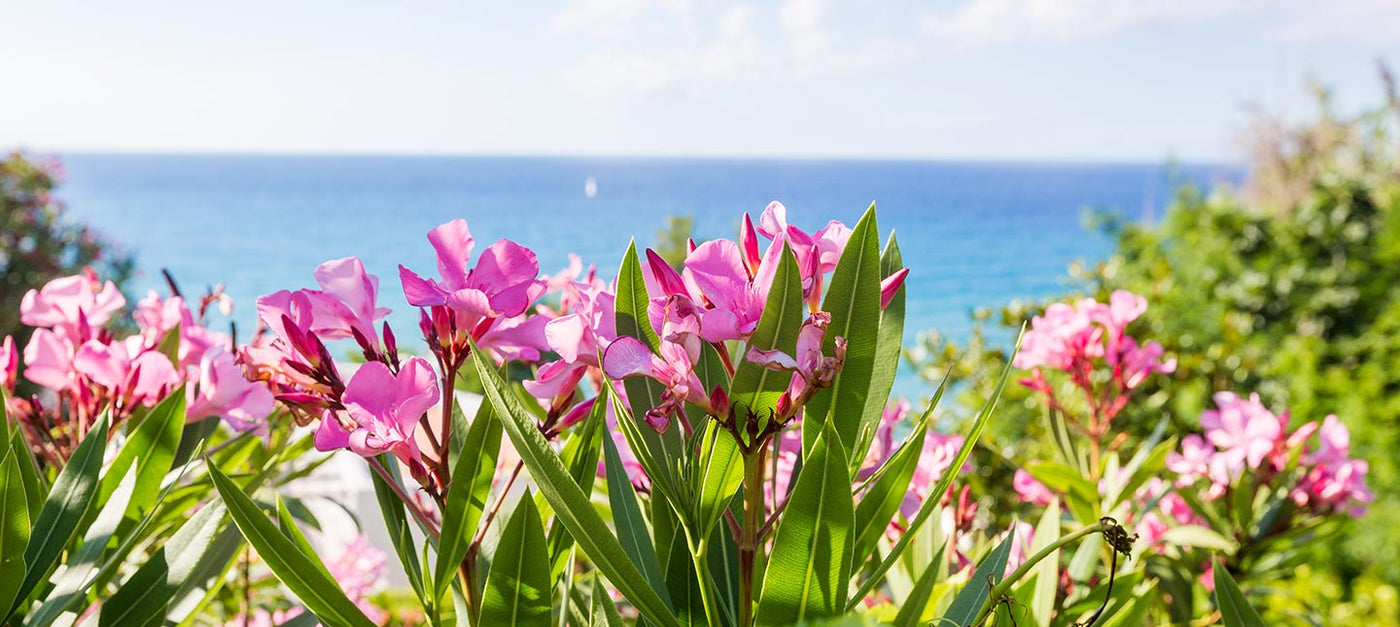 Pflanzen für mediterranes Klima