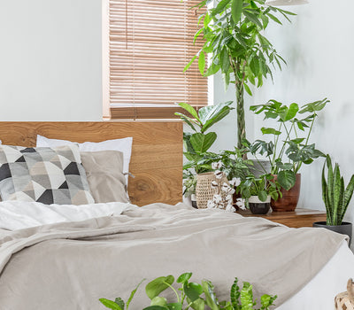 Pflanzen für das Schlafzimmer