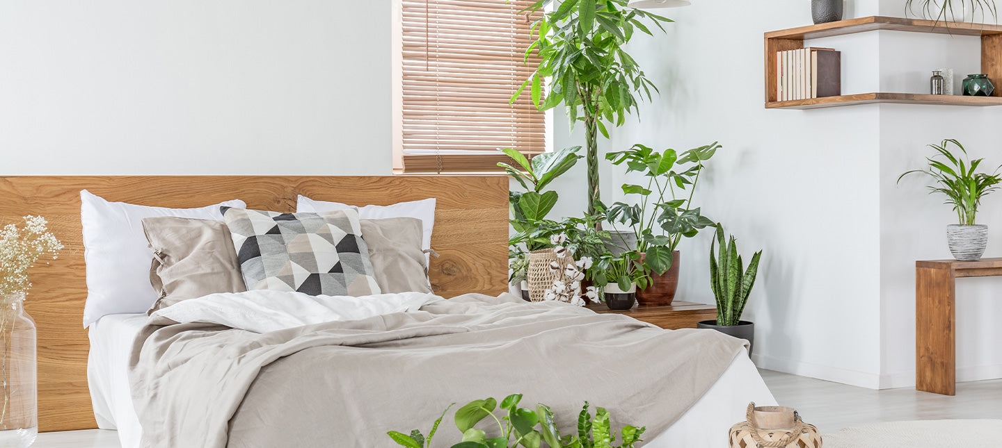 Pflanzen für das Schlafzimmer