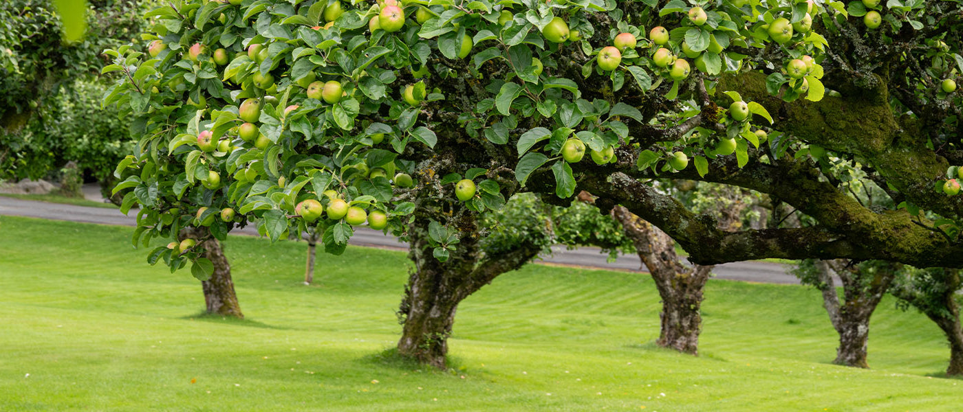 Pflanzen für einen Obstgarten