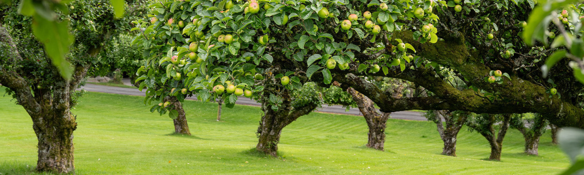 Pflanzen für einen Obstgarten