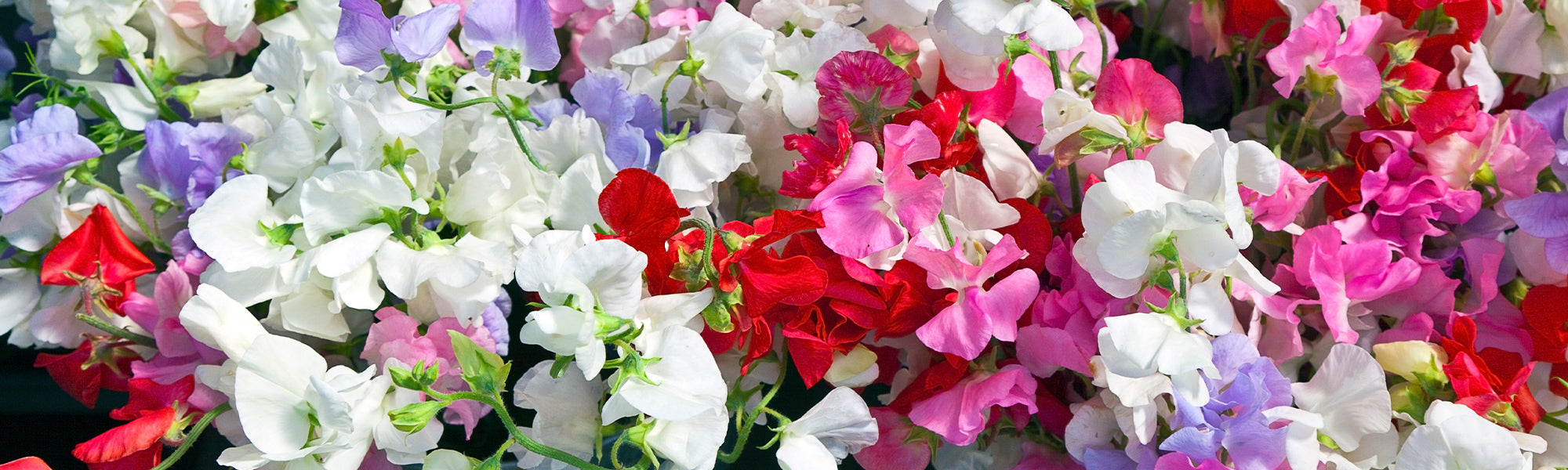 Wiesen-Platterbse - Lathyrus pratensis