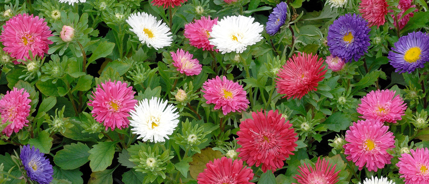 Margeritenzauber