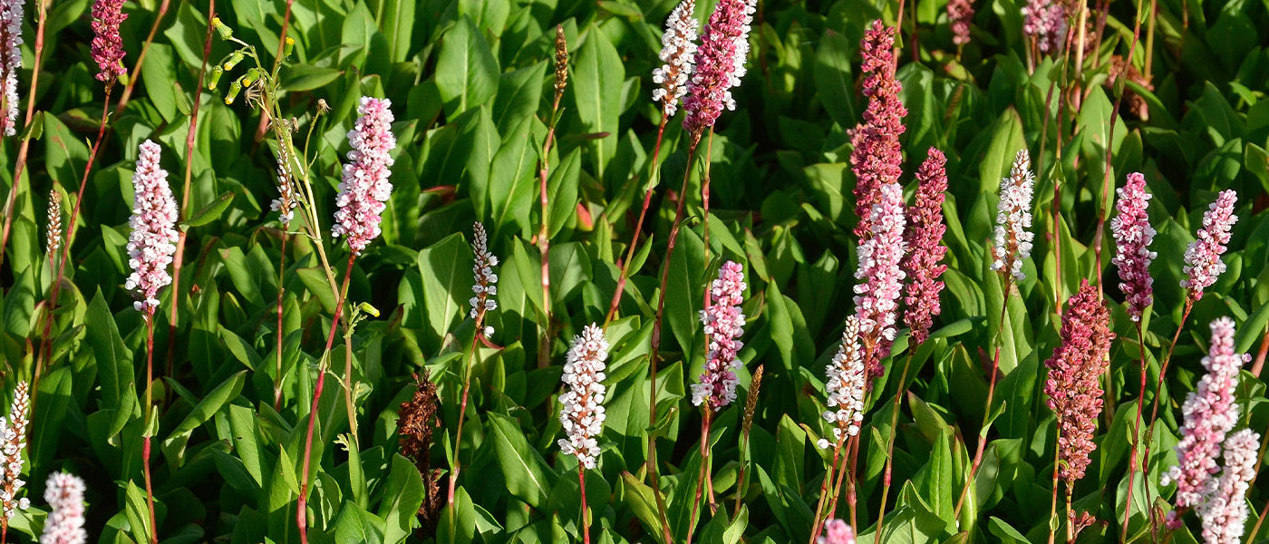 Knöterich - Persicaria