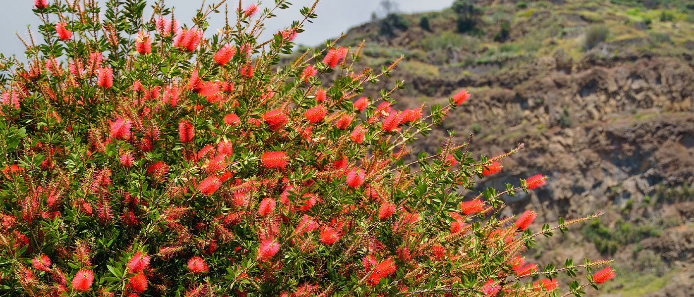 Flaschenputzer - Callistemon