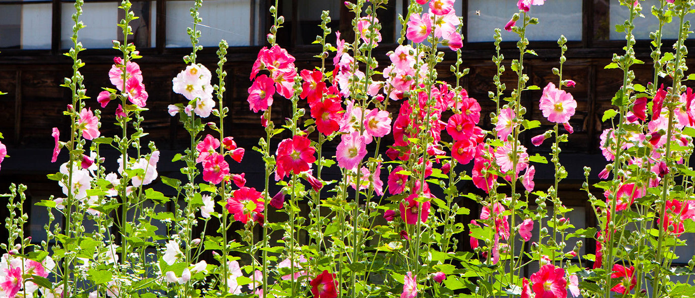 Stockrose - Alcea