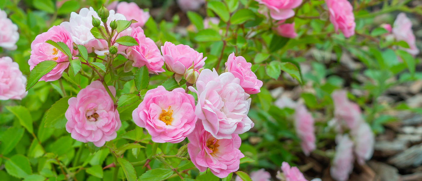 Polyantha-Rosen mit gruppierten Blüten