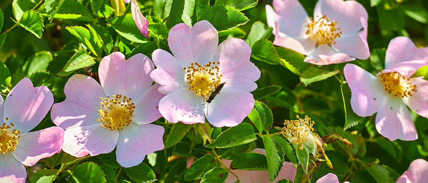 Botanische Rosen