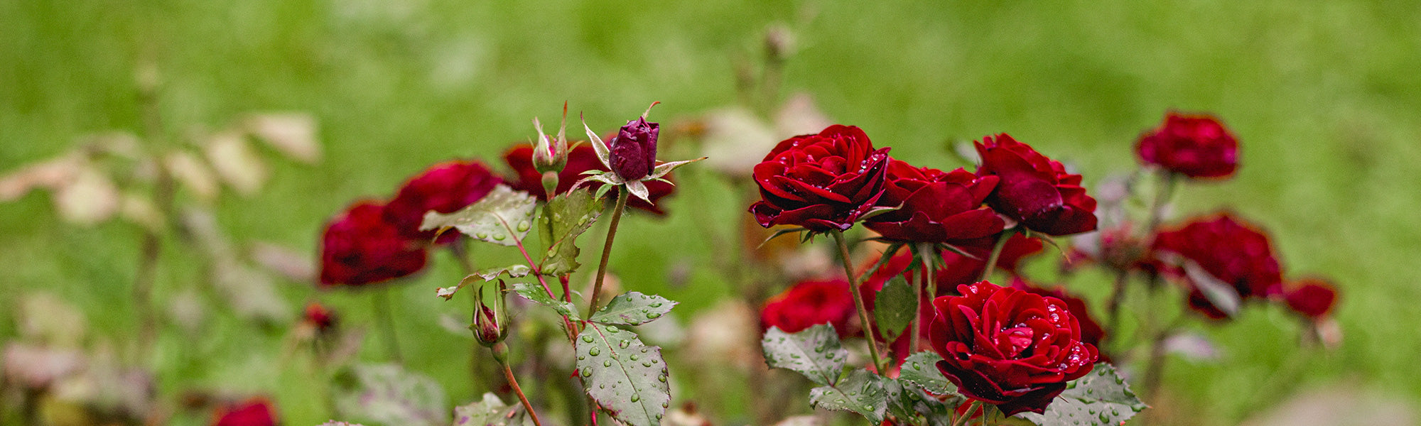 Spitzenrosen