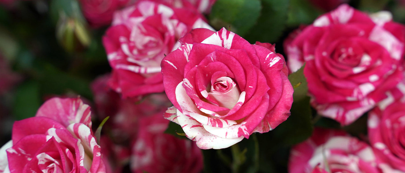 Originelle Rosen