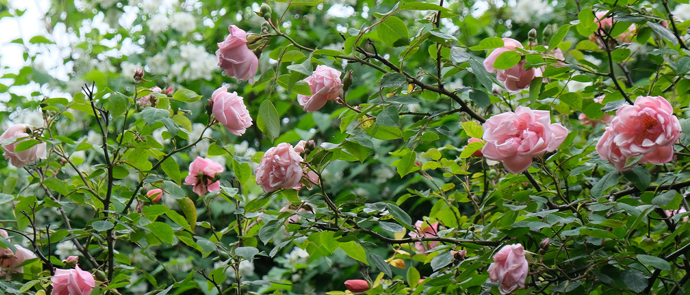 Krankheitsresistente Rosenwunder