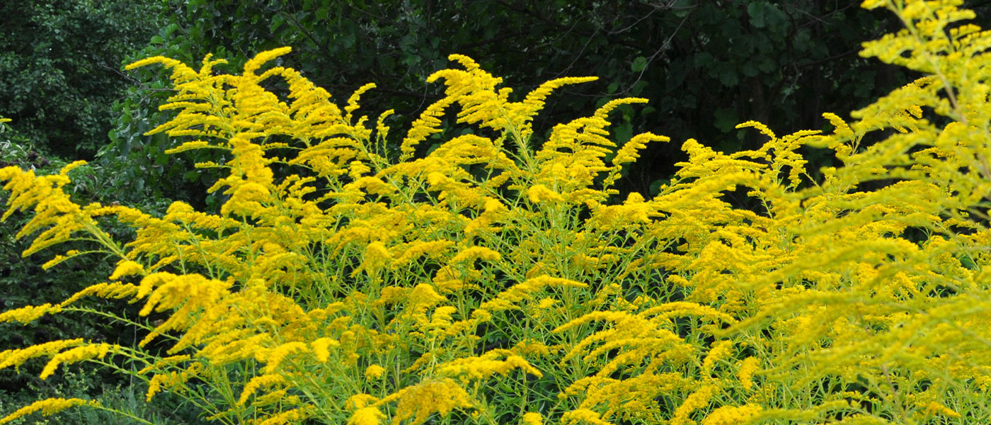 Goldrute - Solidago