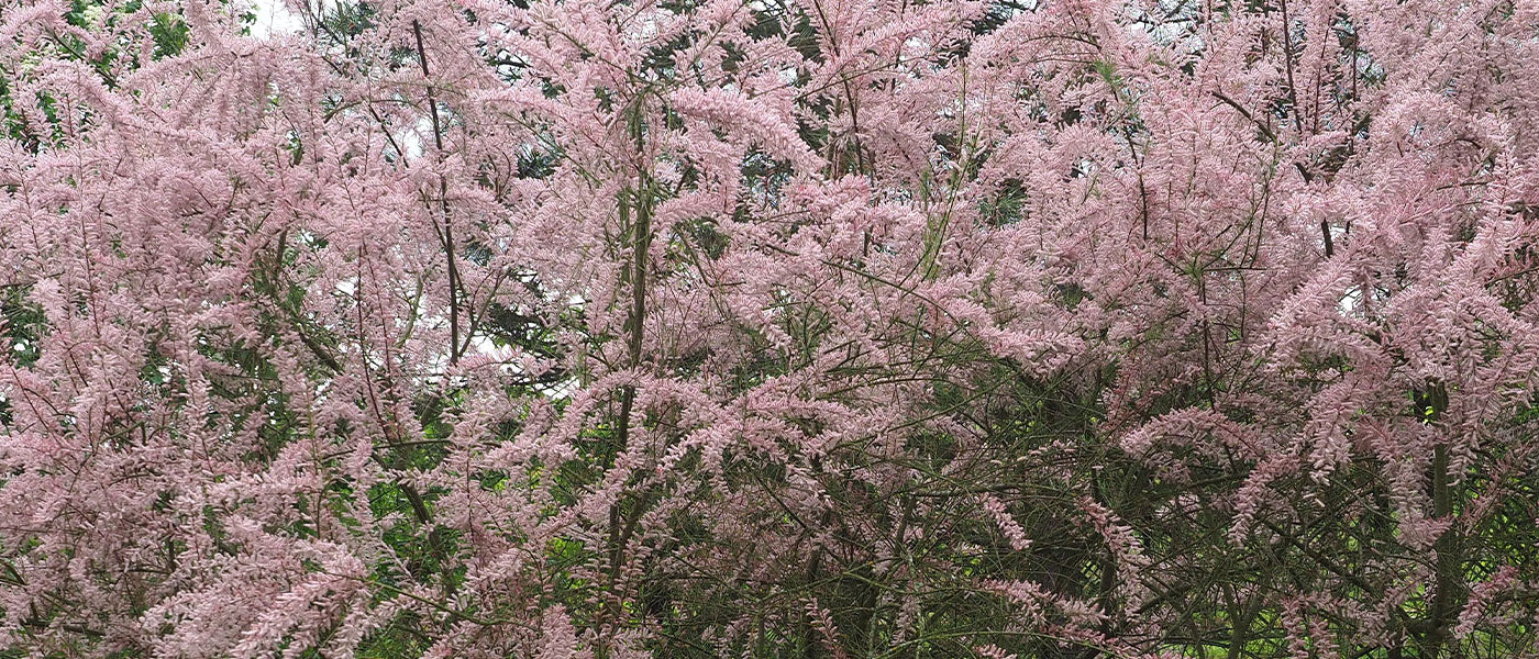 Tamariske