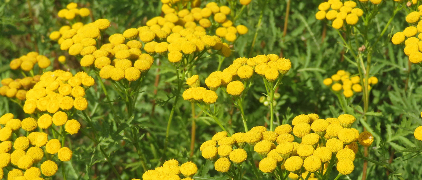 Rainfarn - Tanacetum