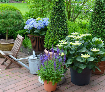 Duftende Terrasse