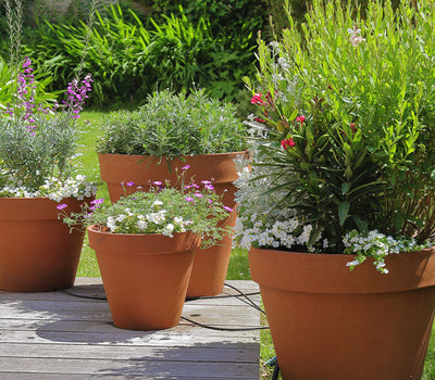 Terrasse: Topfpflanzen