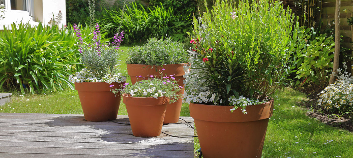 Terrasse: Topfpflanzen