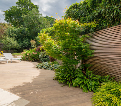 Terrassenpflanzen mit dauerhaftem Laub