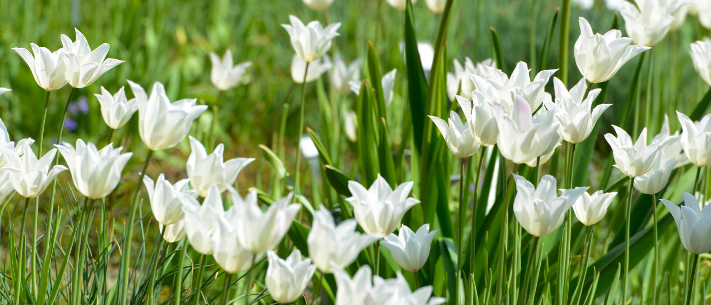 Tulpe Lilienblütige