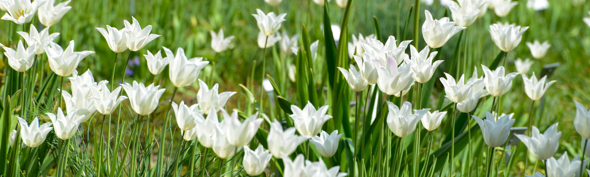 Tulpe Lilienblütige
