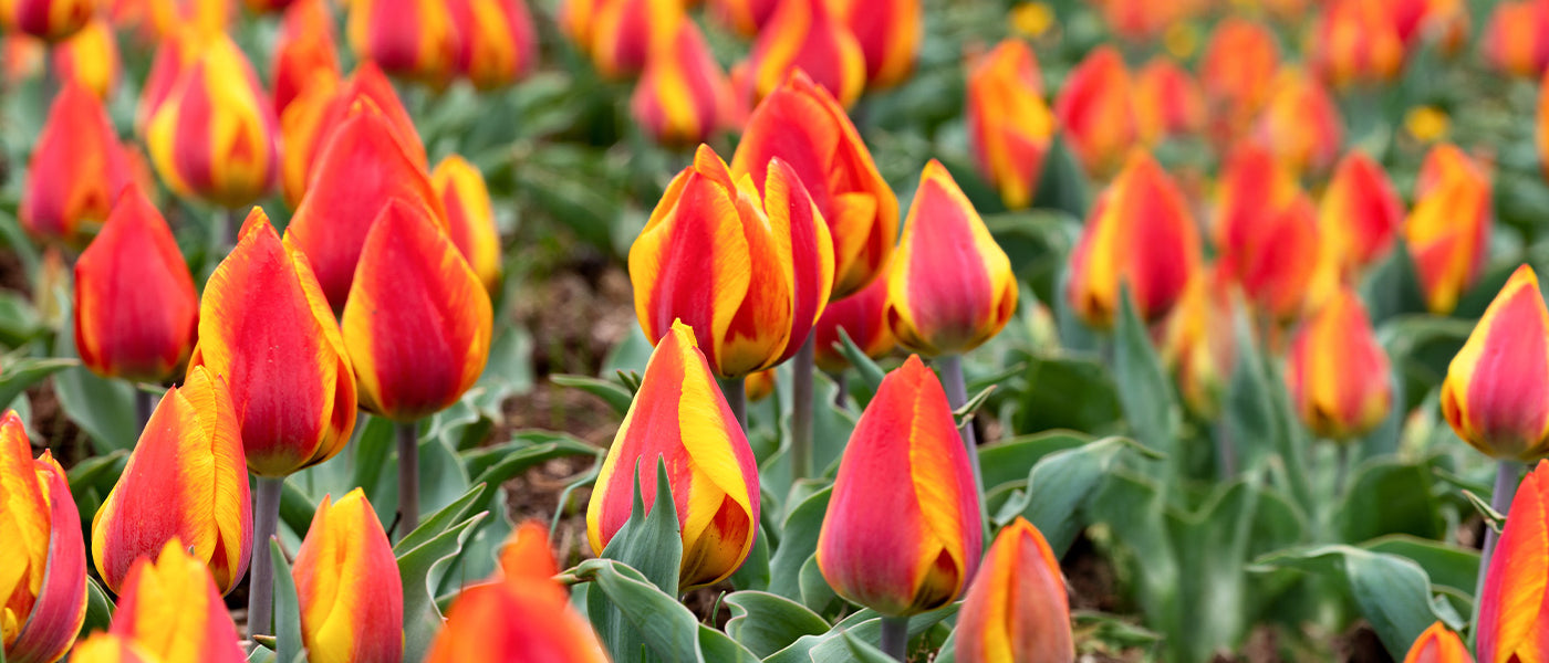 Tulpe Darwin