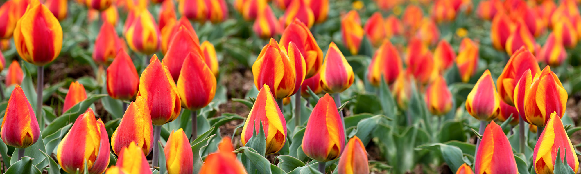 Tulpe Darwin