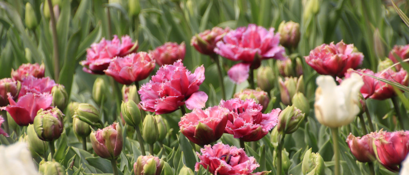 Tulpe Gefüllt