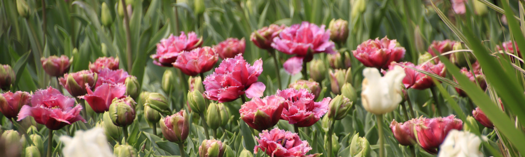 Tulpe Gefüllt