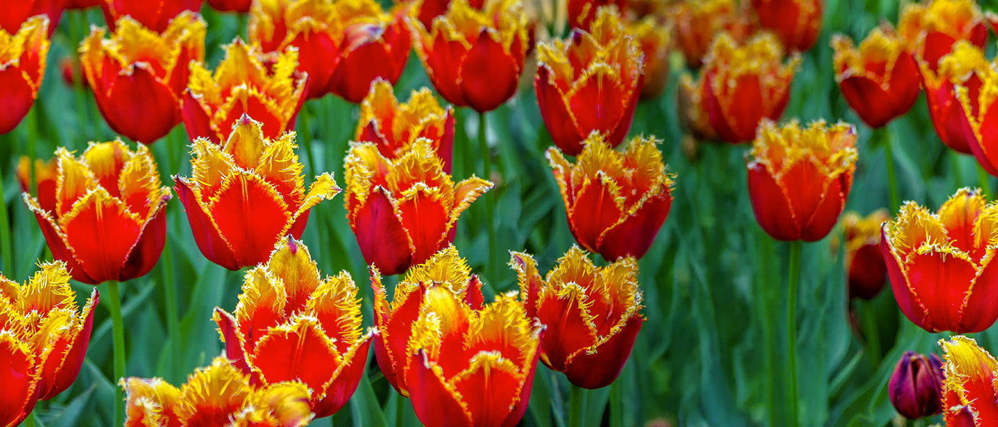 Tulpe Gefranst