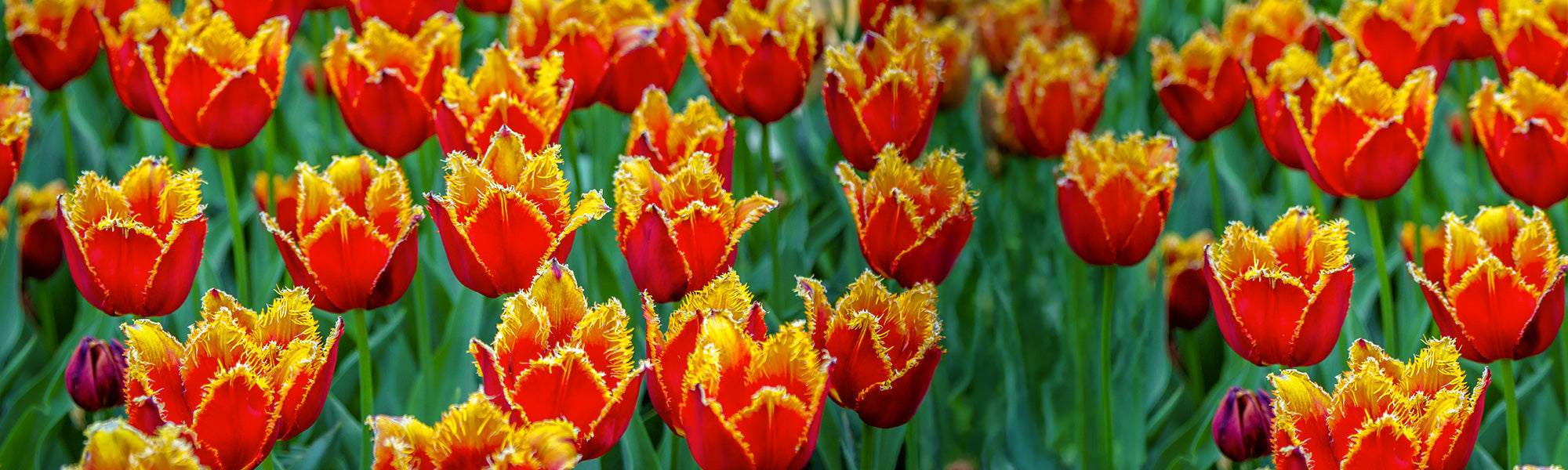 Tulpe Gefranst