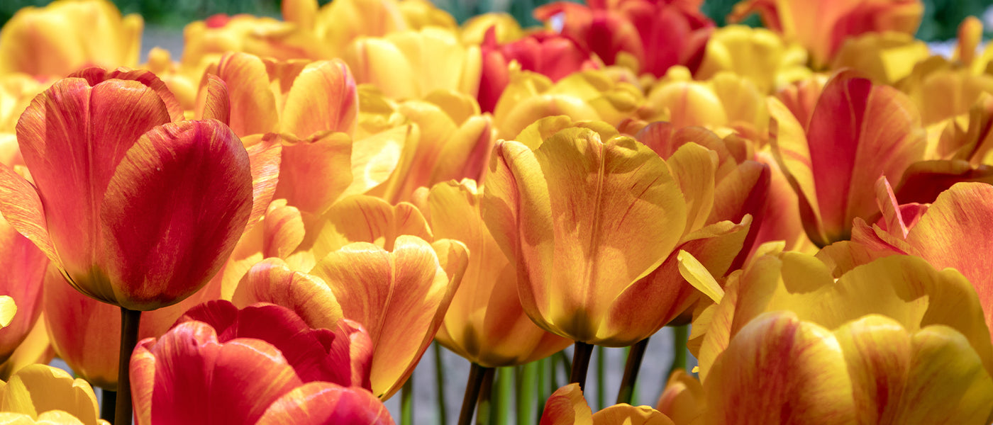 Tulpe Frühblühend