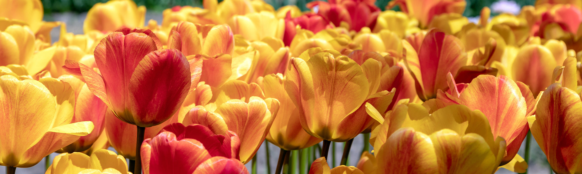 Tulpe Frühblühend