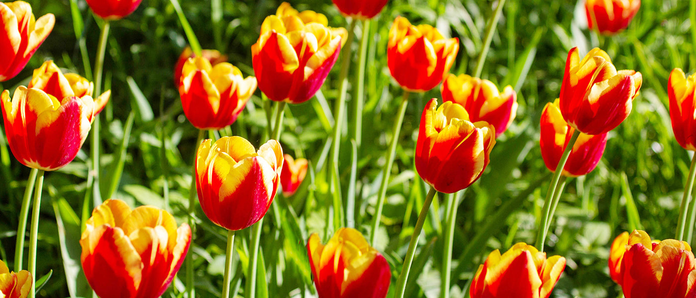 Tulpe Langstielig