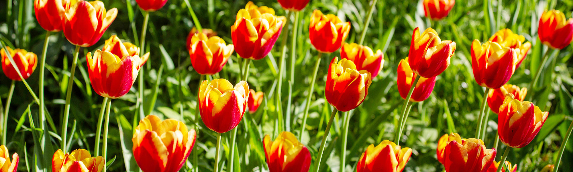 Tulpe Langstielig