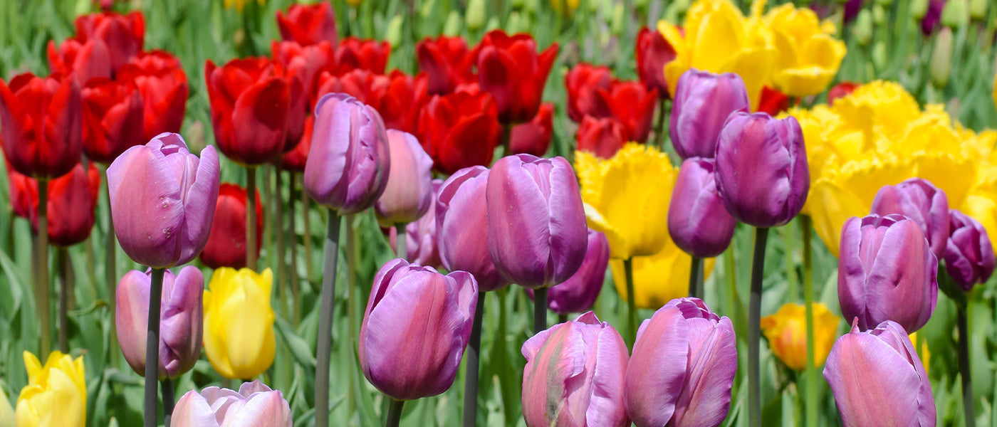 Tulpe Spätblühend