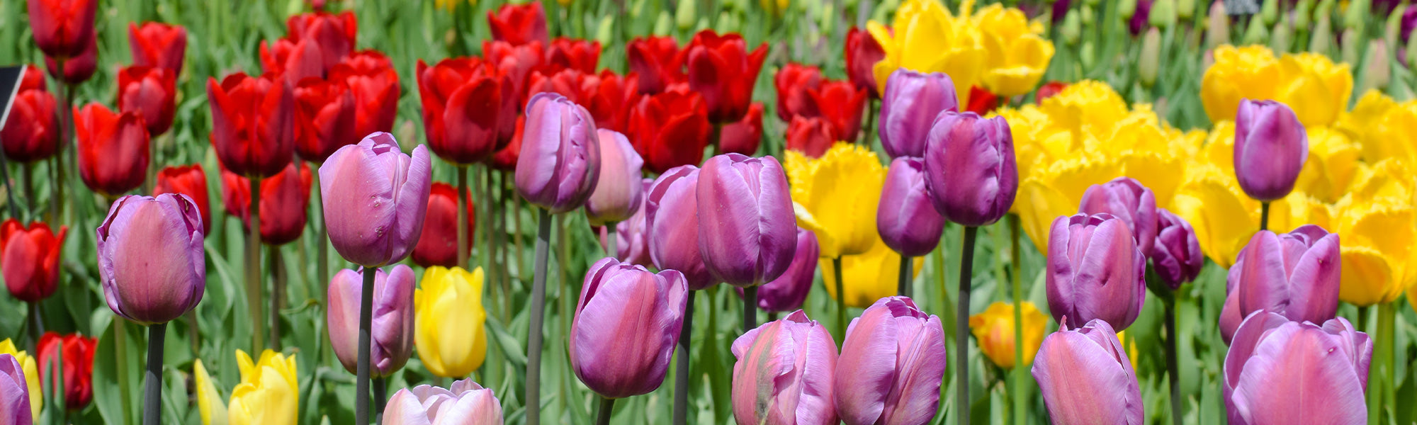 Tulpe Spätblühend