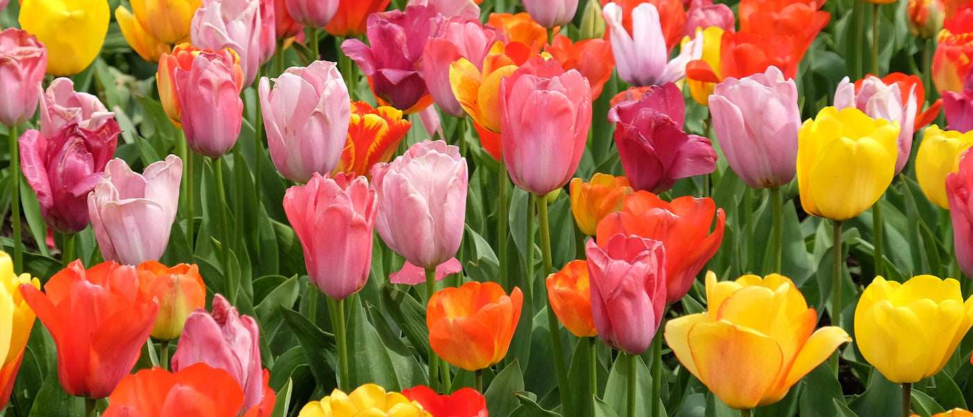 Tulpe Triumph