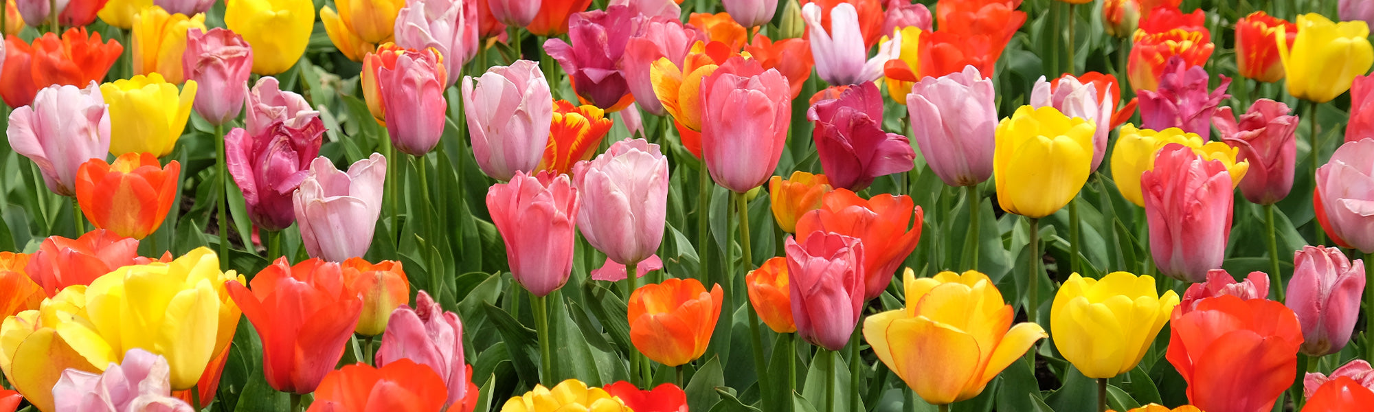 Tulpe Triumph