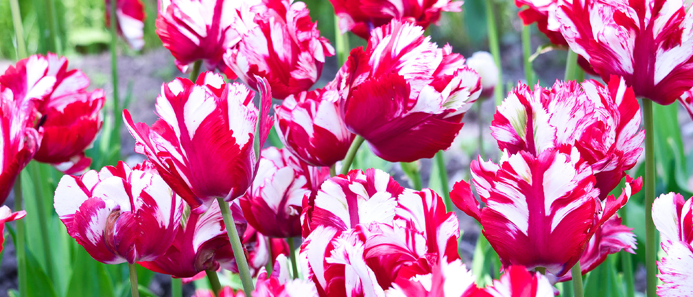 Tulpe Papageien