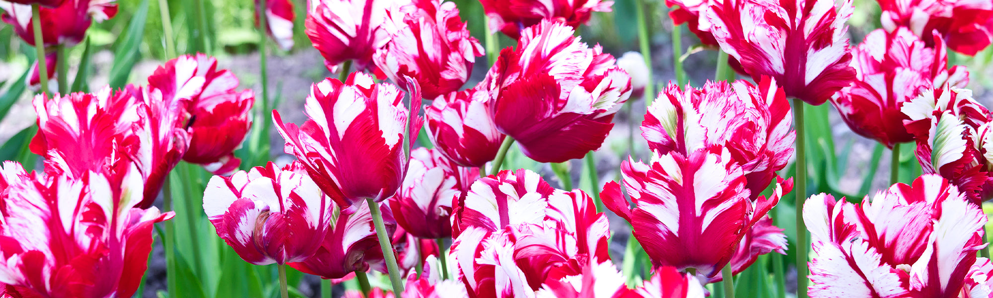 Tulpe Papageien