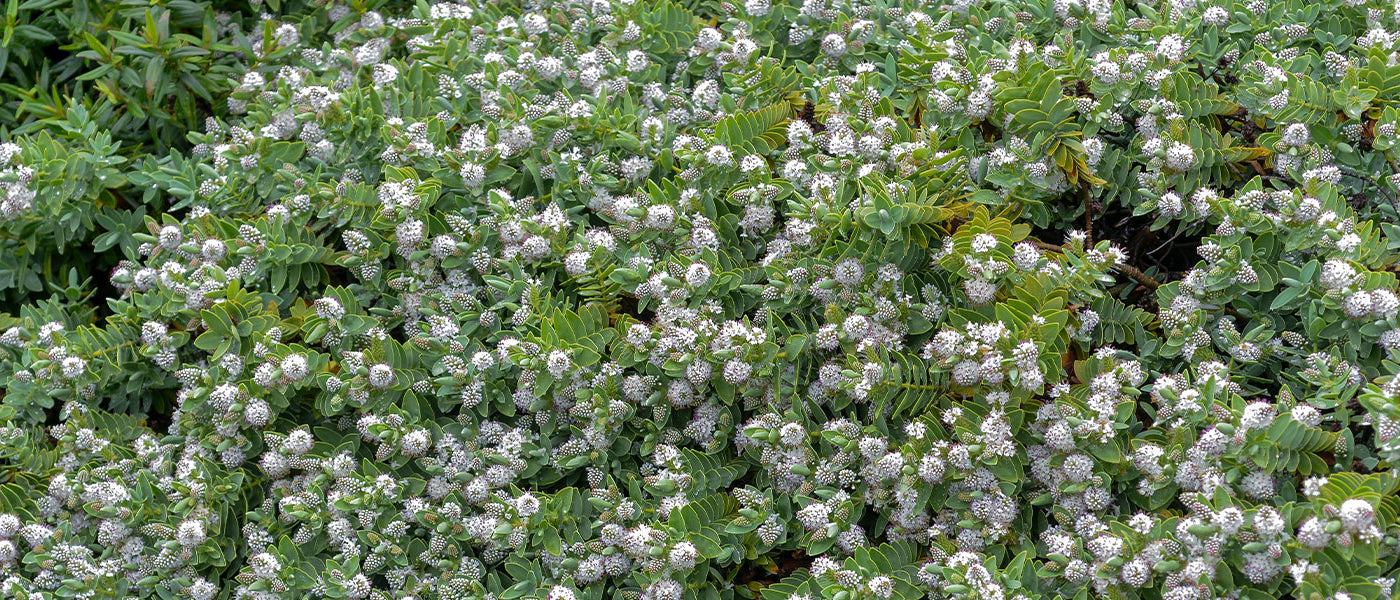 Strauchveronika - Hebe