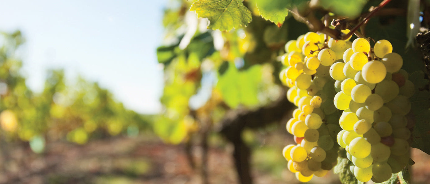 Kletterobstpflanzen
