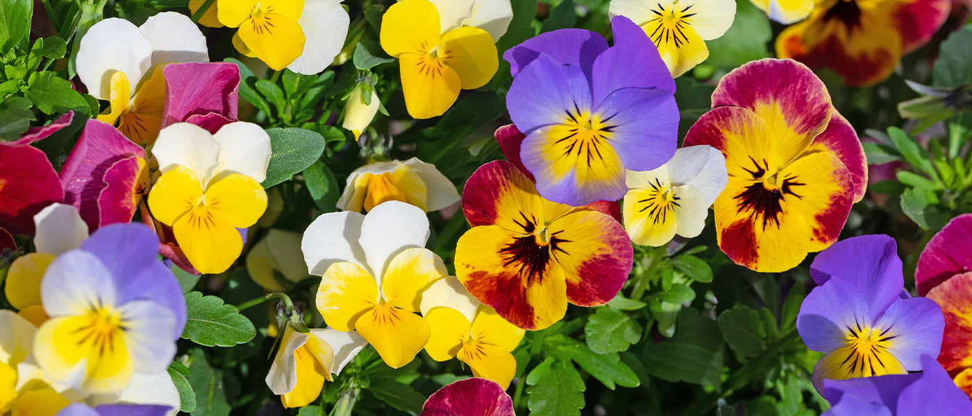 Veilchen - Viola