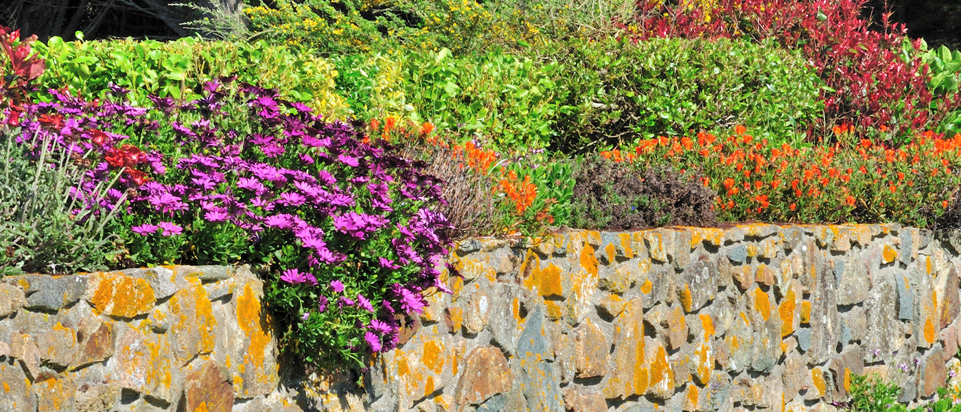 Blumensamen Mehrjährig