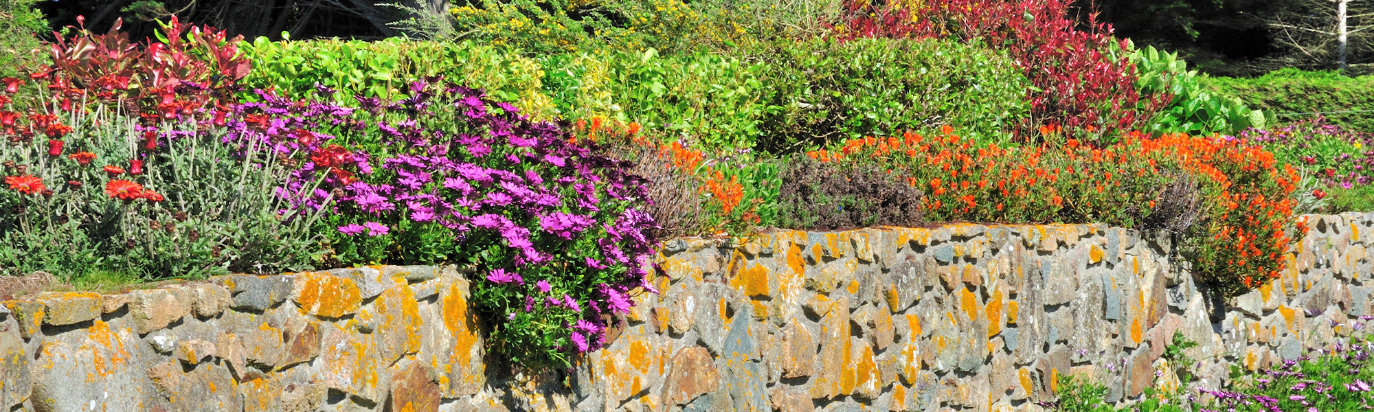 Blumensamen Mehrjährig